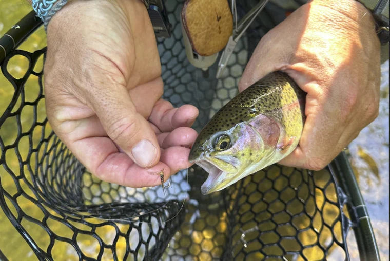 Emergers & Soft Hackles