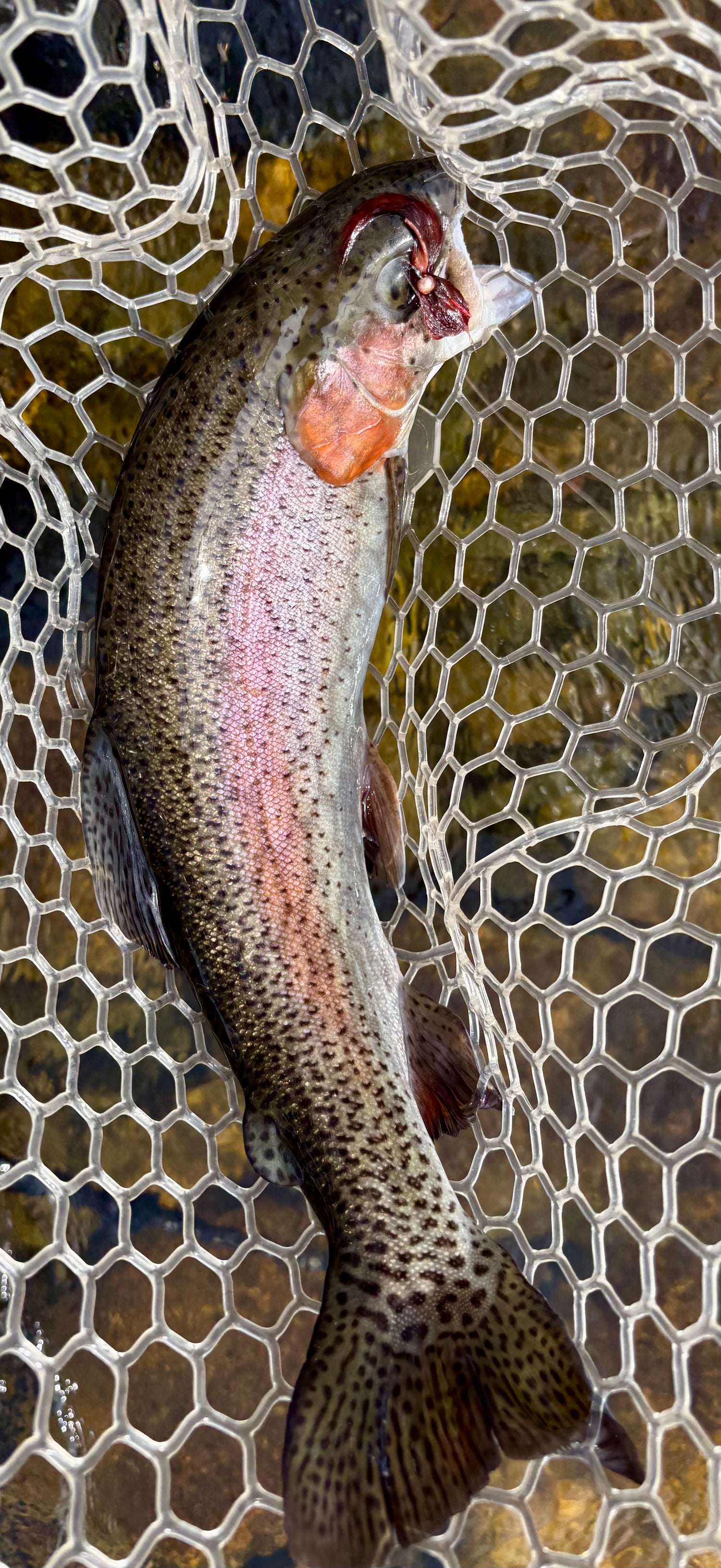 Honey Badger Sculpin Euro Jig Streamers (2 ea)