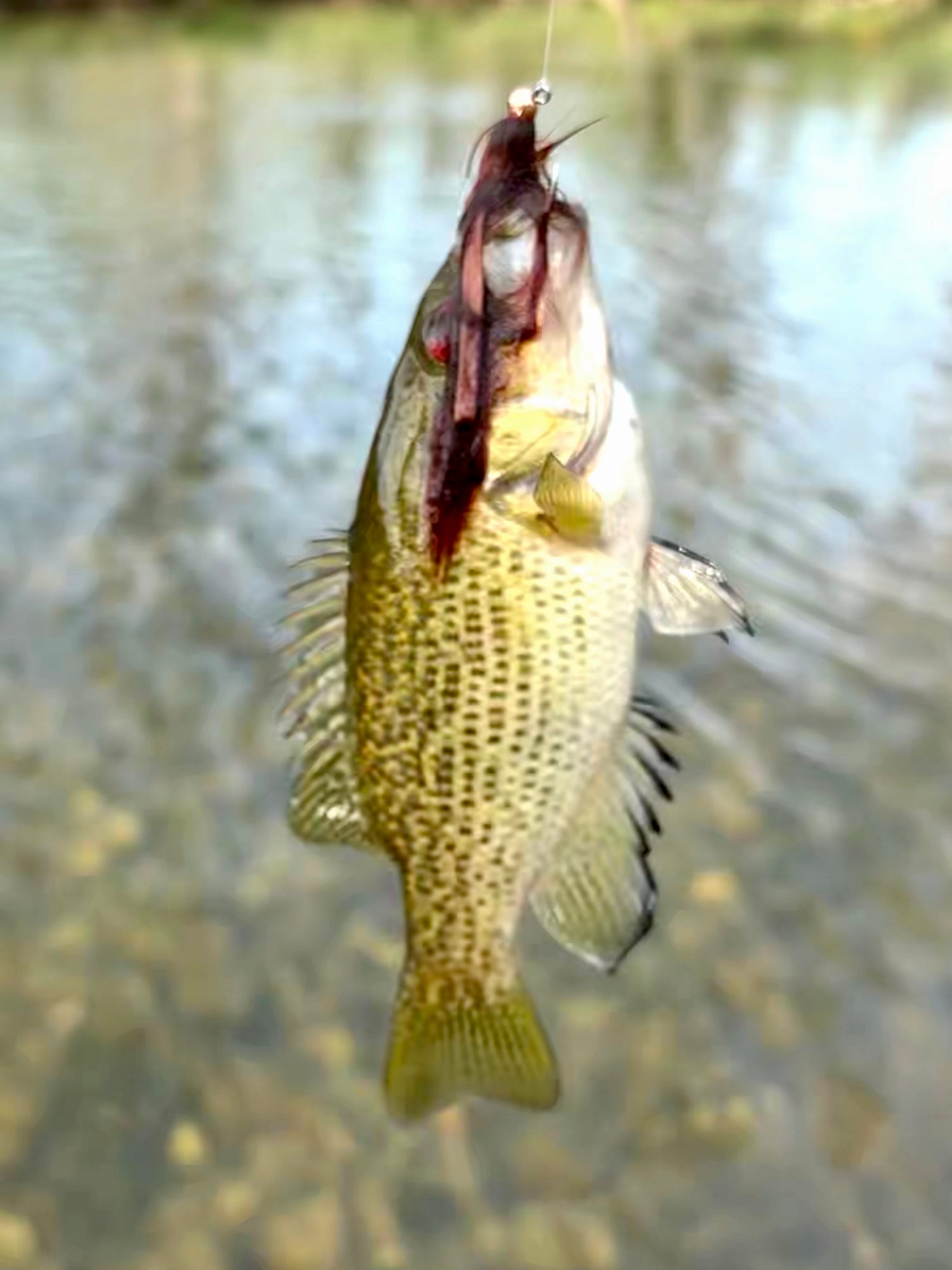Honey Badger Sculpin Euro Jig Streamers (2 ea)