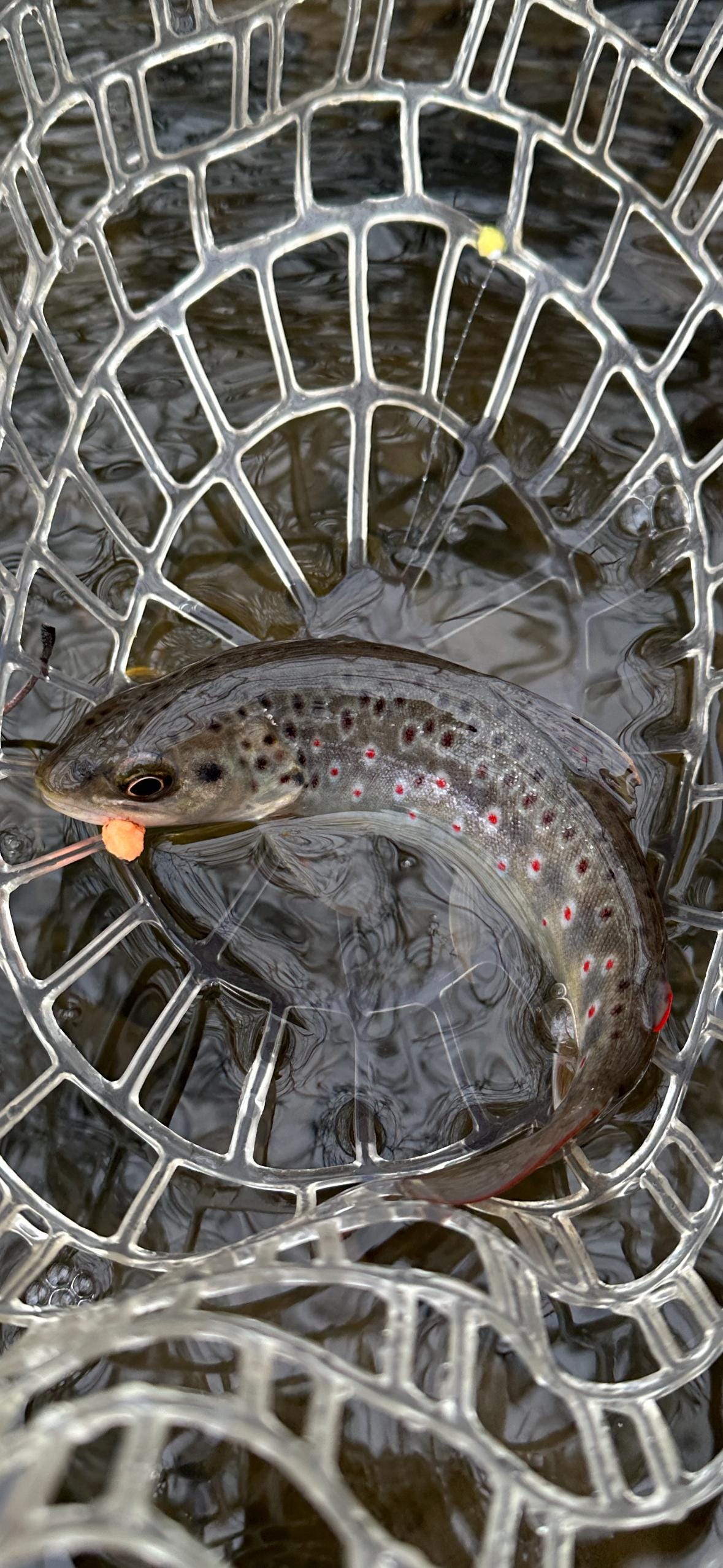 Eggstasy Eggs - No Bead (3 flies)