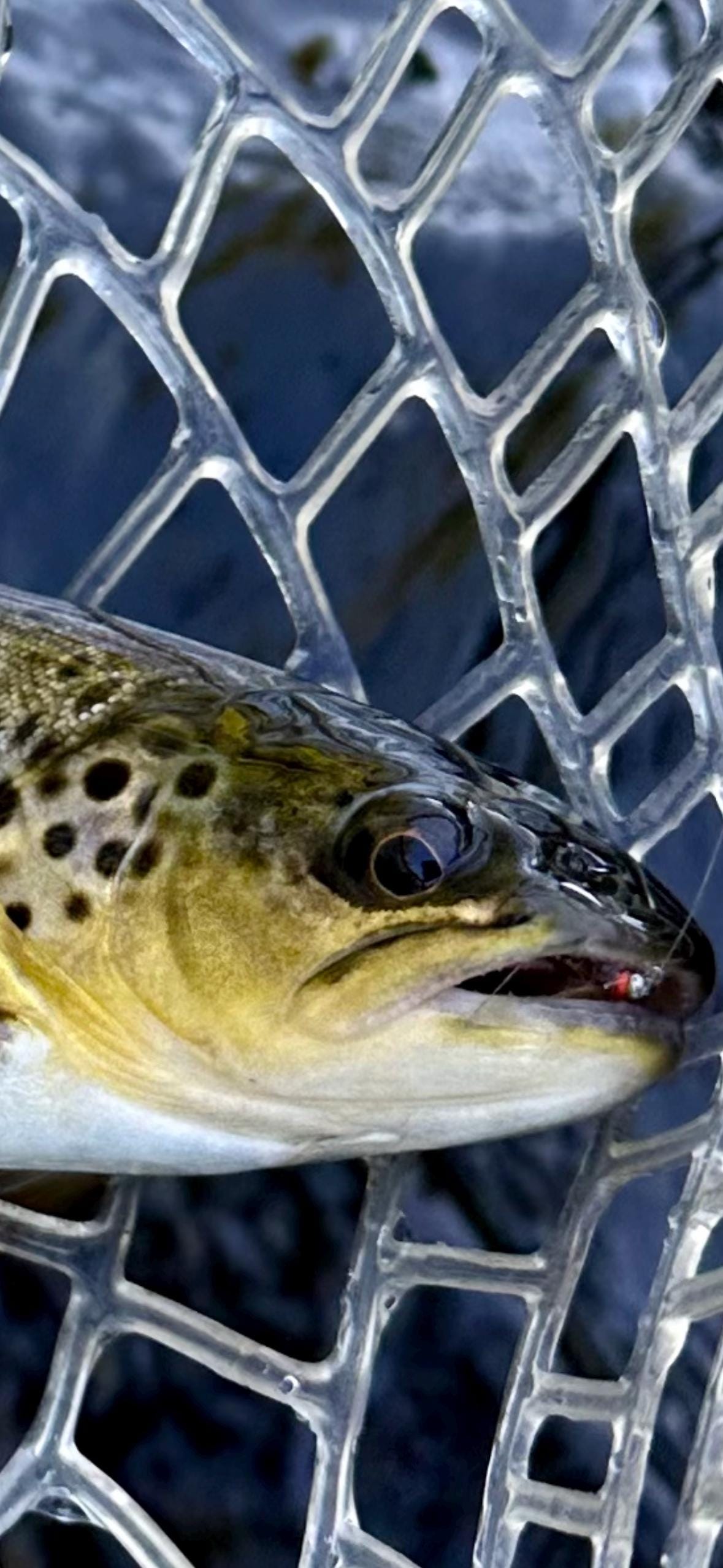 Egan’s Jig Frenchie Nymphs (2 flies)